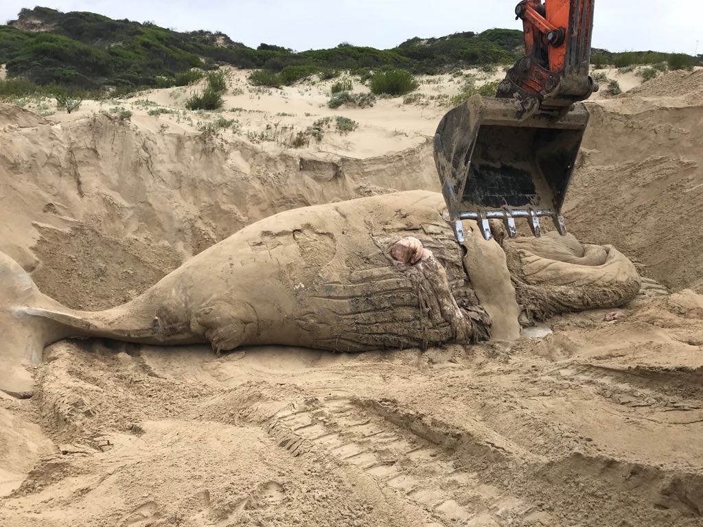 Beached Whale 2